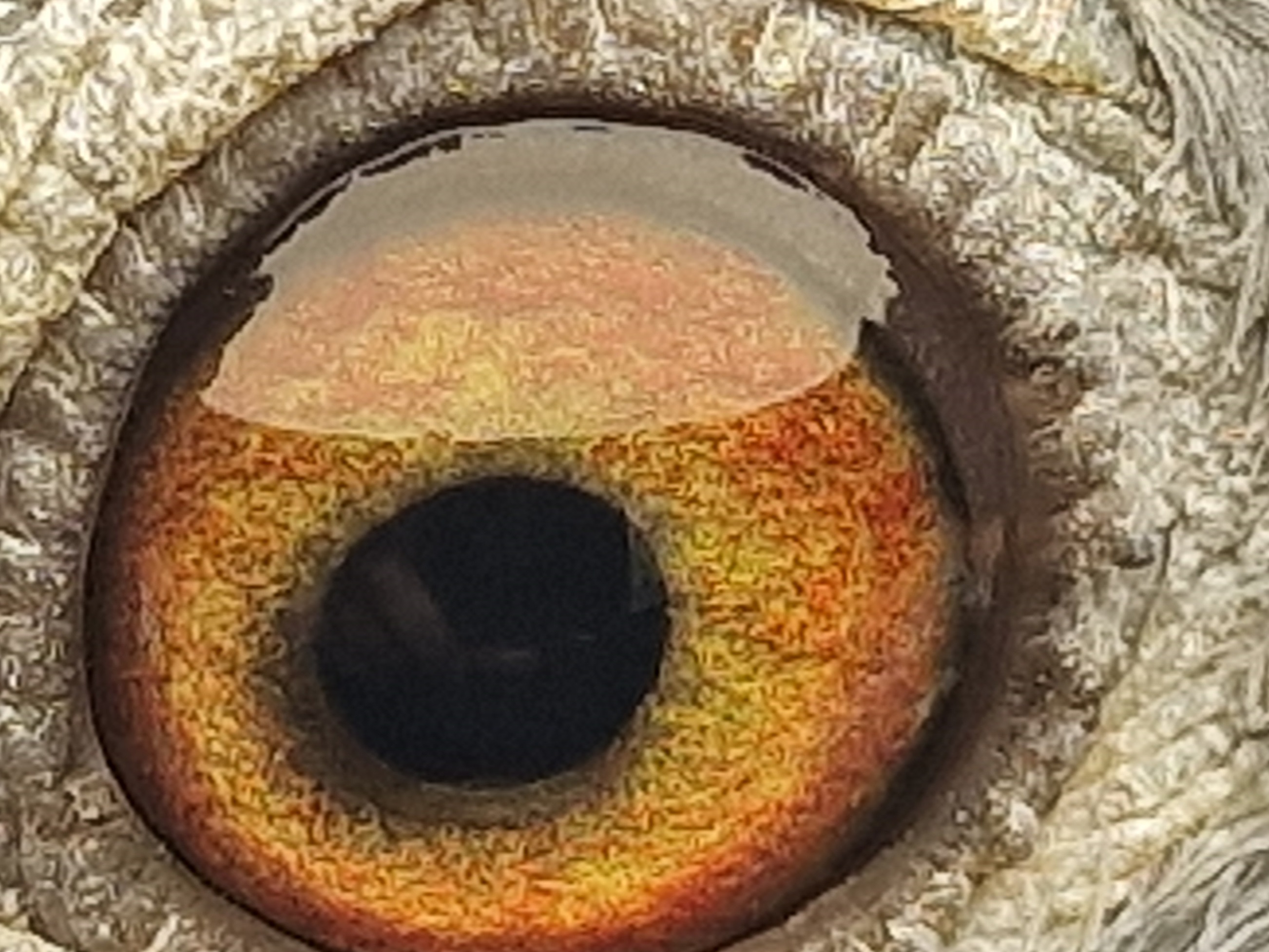 Pigeon eye